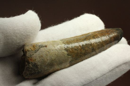 肉食恐竜スピノサウルスの歯根付き歯化石(Spinosaurus)(その7)