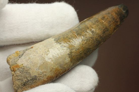 肉食恐竜スピノサウルスの歯根付き歯化石(Spinosaurus)(その8)