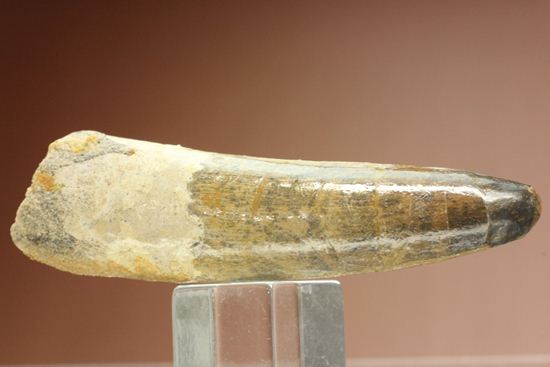 肉食恐竜スピノサウルスの歯根付き歯化石(Spinosaurus)(その9)