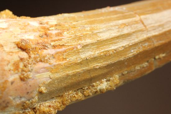 表面の縦筋がじっくり見える、スピノサウルス歯化石(Spinosaurus)(その11)