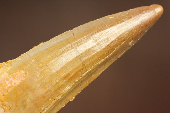 表面の縦筋がじっくり見える、スピノサウルス歯化石(Spinosaurus)(その12)