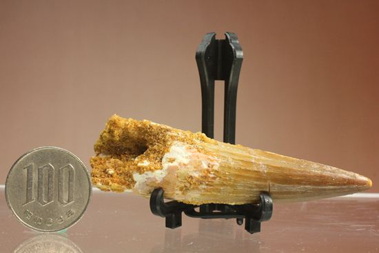 表面の縦筋がじっくり見える、スピノサウルス歯化石(Spinosaurus)(その13)