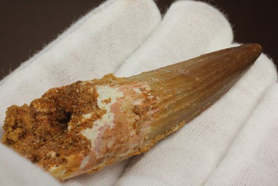 表面の縦筋がじっくり見える、スピノサウルス歯化石(Spinosaurus)(その3)
