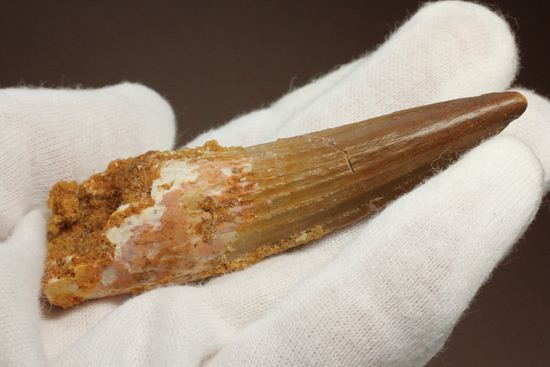表面の縦筋がじっくり見える、スピノサウルス歯化石(Spinosaurus)(その4)