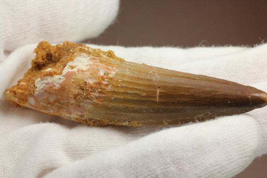 表面の縦筋がじっくり見える、スピノサウルス歯化石(Spinosaurus)(その5)