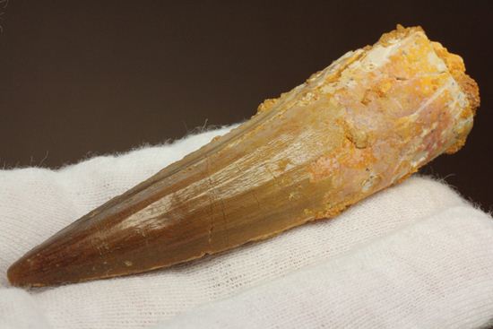 表面の縦筋がじっくり見える、スピノサウルス歯化石(Spinosaurus)(その7)