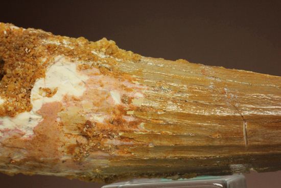 表面の縦筋がじっくり見える、スピノサウルス歯化石(Spinosaurus)(その9)