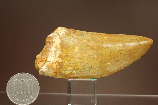 超幅広！カルカロドントサウルスの歯化石（その20）