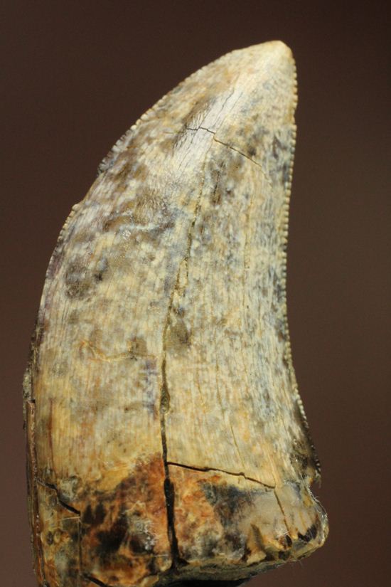 希少種！ゴルゴサウルスの歯（その1）