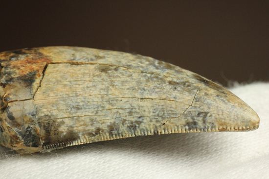 希少種!ゴルゴサウルスの歯(その3)