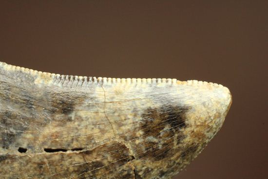 希少種！ゴルゴサウルスの歯（その7）