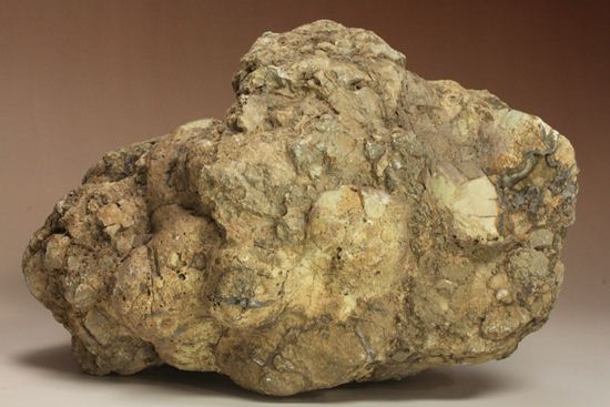 大きな大きな恐竜のウンチ化石(Coprolite)（その1）