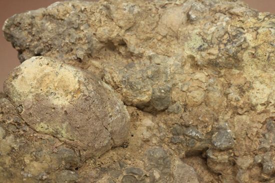 大きな大きな恐竜のウンチ化石(Coprolite)（その11）