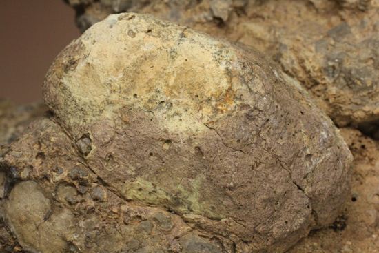 大きな大きな恐竜のウンチ化石(Coprolite)（その12）