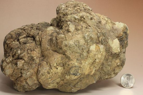 大きな大きな恐竜のウンチ化石(Coprolite)（その13）