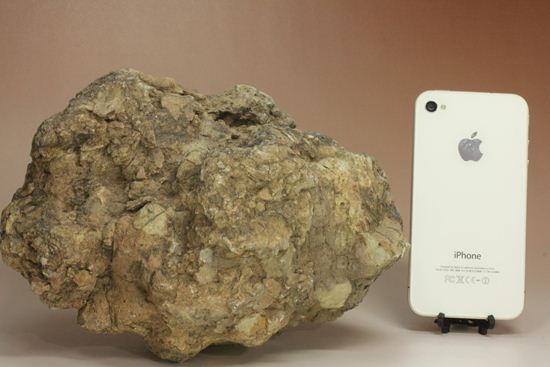 大きな大きな恐竜のウンチ化石(Coprolite)（その14）