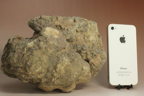 大きな大きな恐竜のウンチ化石(Coprolite)（その15）