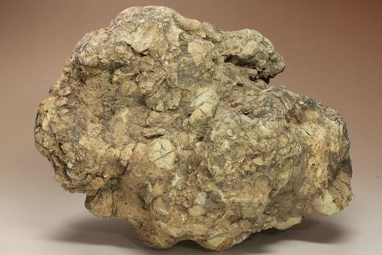 大きな大きな恐竜のウンチ化石(Coprolite)（その16）