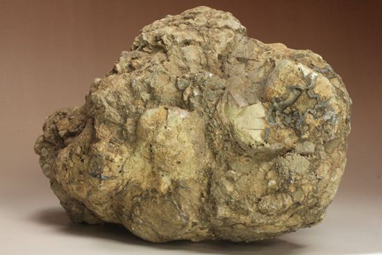 大きな大きな恐竜のウンチ化石(Coprolite)（その2）