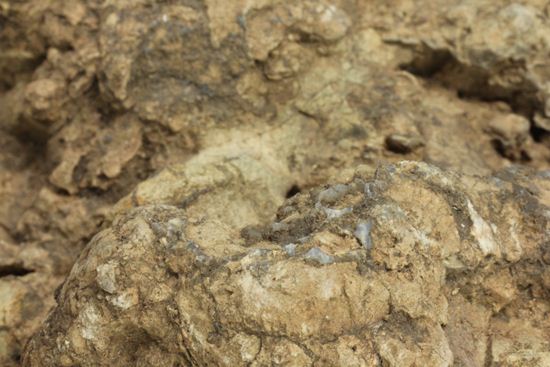 大きな大きな恐竜のウンチ化石(Coprolite)（その4）