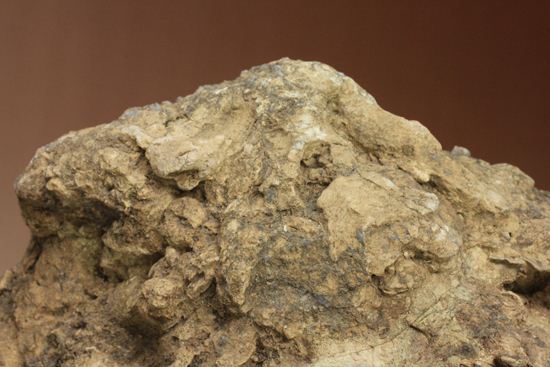 大きな大きな恐竜のウンチ化石(Coprolite)（その5）