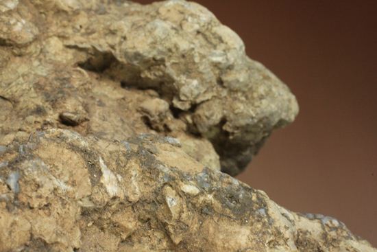 大きな大きな恐竜のウンチ化石(Coprolite)（その6）