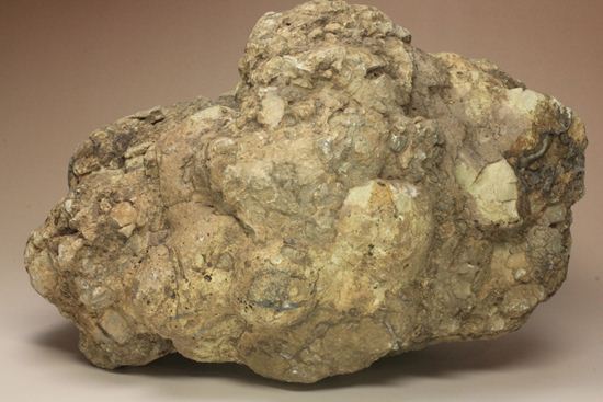 大きな大きな恐竜のウンチ化石(Coprolite)（その8）