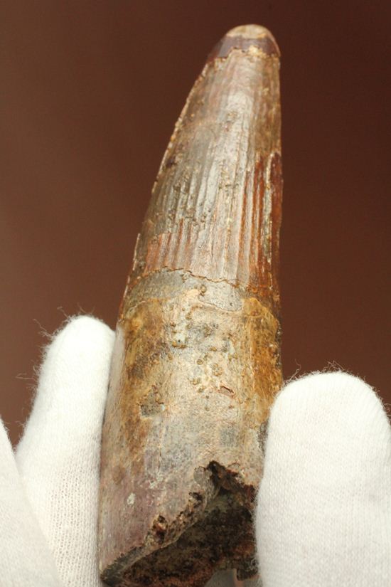 縦筋がきざまれた、スピノサウルスの歯化石(Spinosaurus)(その1)