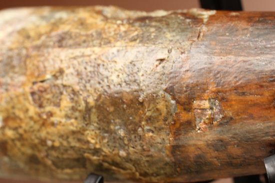 縦筋がきざまれた、スピノサウルスの歯化石(Spinosaurus)(その10)
