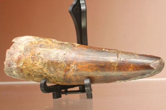 縦筋がきざまれた、スピノサウルスの歯化石(Spinosaurus)(その13)