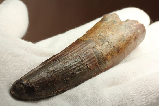 縦筋がきざまれた、スピノサウルスの歯化石(Spinosaurus)(その14)