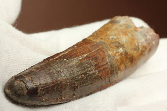 縦筋がきざまれた、スピノサウルスの歯化石(Spinosaurus)(その15)