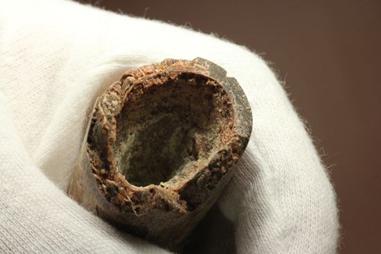 縦筋がきざまれた、スピノサウルスの歯化石(Spinosaurus)(その16)