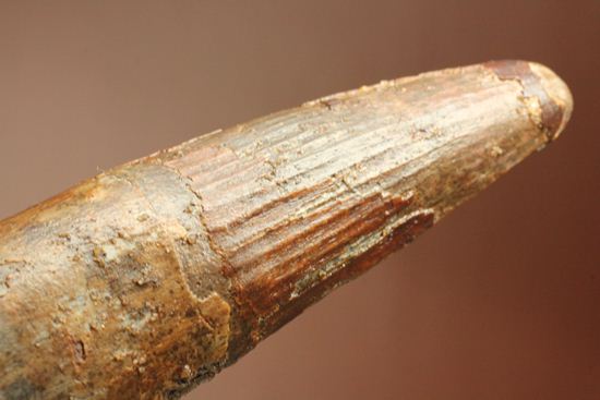 縦筋がきざまれた、スピノサウルスの歯化石(Spinosaurus)(その17)
