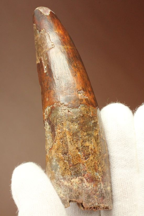 縦筋がきざまれた、スピノサウルスの歯化石(Spinosaurus)(その18)