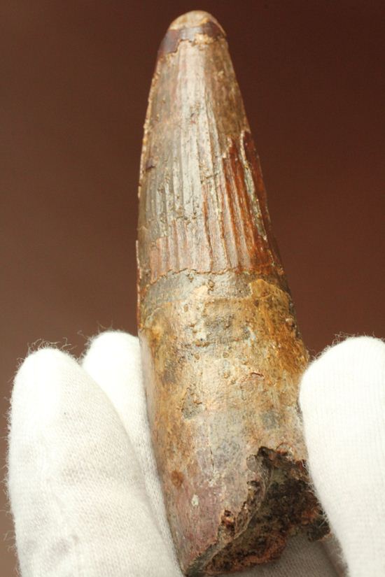縦筋がきざまれた、スピノサウルスの歯化石(Spinosaurus)(その19)