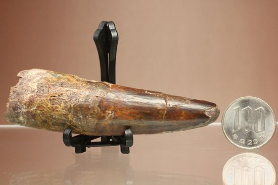 縦筋がきざまれた、スピノサウルスの歯化石(Spinosaurus)(その20)