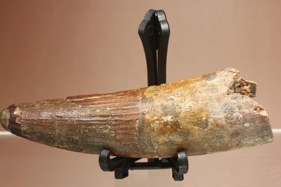 縦筋がきざまれた、スピノサウルスの歯化石(Spinosaurus)(その4)