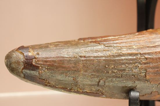 縦筋がきざまれた、スピノサウルスの歯化石(Spinosaurus)(その5)