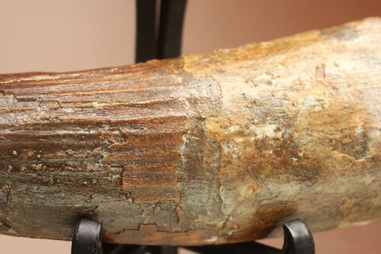 縦筋がきざまれた、スピノサウルスの歯化石(Spinosaurus)(その6)