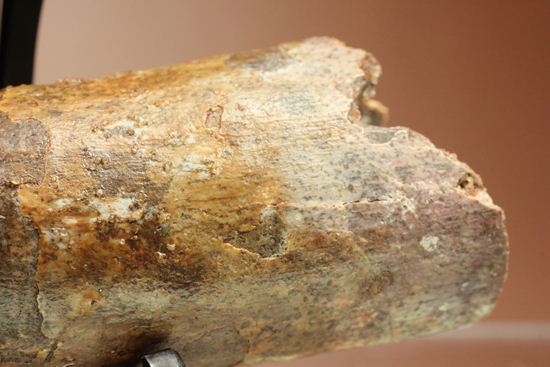 縦筋がきざまれた、スピノサウルスの歯化石(Spinosaurus)(その7)