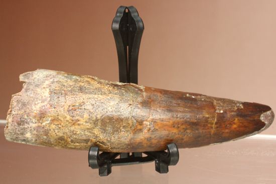 縦筋がきざまれた、スピノサウルスの歯化石(Spinosaurus)(その8)