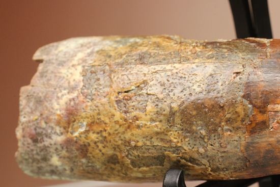縦筋がきざまれた、スピノサウルスの歯化石(Spinosaurus)(その9)