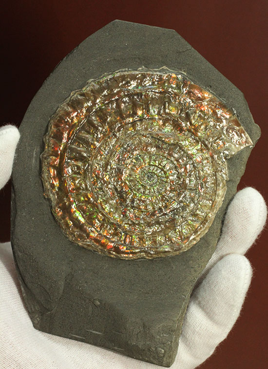 イギリスジュラ紀の海をお部屋に展示しませんか?万華鏡のような輝きの虹色アンモナイト、カロセラス(Caloceras johnstoni)(その1)