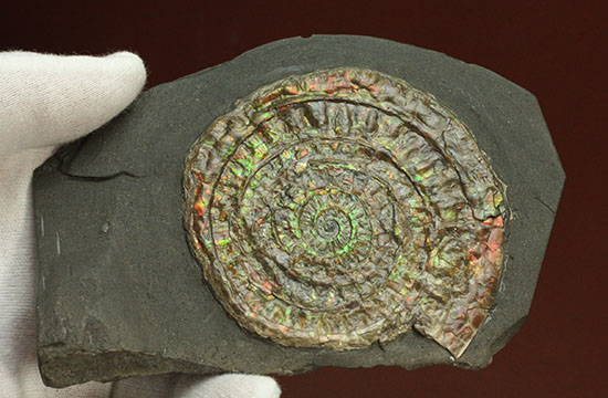 イギリスジュラ紀の海をお部屋に展示しませんか?万華鏡のような輝きの虹色アンモナイト、カロセラス(Caloceras johnstoni)(その2)