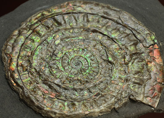 イギリスジュラ紀の海をお部屋に展示しませんか?万華鏡のような輝きの虹色アンモナイト、カロセラス(Caloceras johnstoni)(その3)