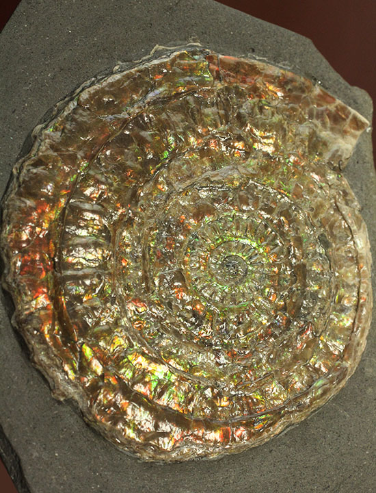 イギリスジュラ紀の海をお部屋に展示しませんか?万華鏡のような輝きの虹色アンモナイト、カロセラス(Caloceras johnstoni)(その4)