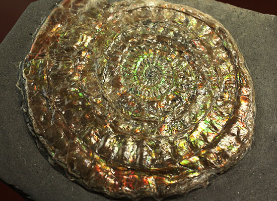 イギリスジュラ紀の海をお部屋に展示しませんか?万華鏡のような輝きの虹色アンモナイト、カロセラス(Caloceras johnstoni)(その6)