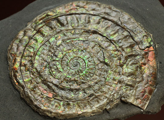 イギリスジュラ紀の海をお部屋に展示しませんか?万華鏡のような輝きの虹色アンモナイト、カロセラス(Caloceras johnstoni)(その7)