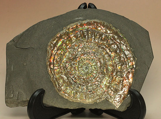 イギリスジュラ紀の海をお部屋に展示しませんか?万華鏡のような輝きの虹色アンモナイト、カロセラス(Caloceras johnstoni)(その9)